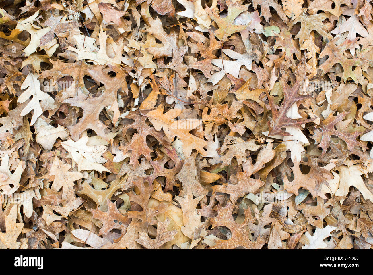 A blanket of fallen oak leaves on the ground in the fall Stock Photo ...