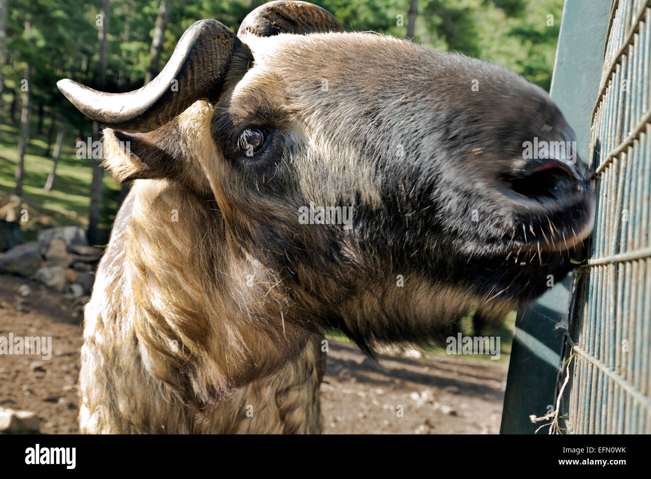 BHUTAN  - A Dong Gyem Tse (takin), national animal of Bhutan eating leaves and grass offered by tourists through the fence. Stock Photo