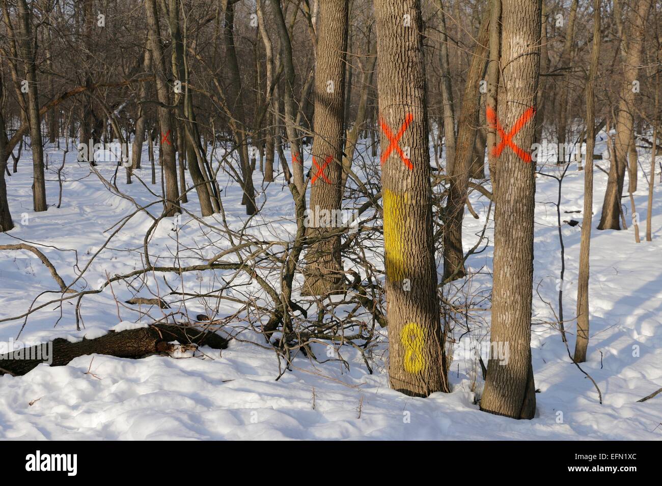Dead and dying ash trees infested with emerald ash borer marked for