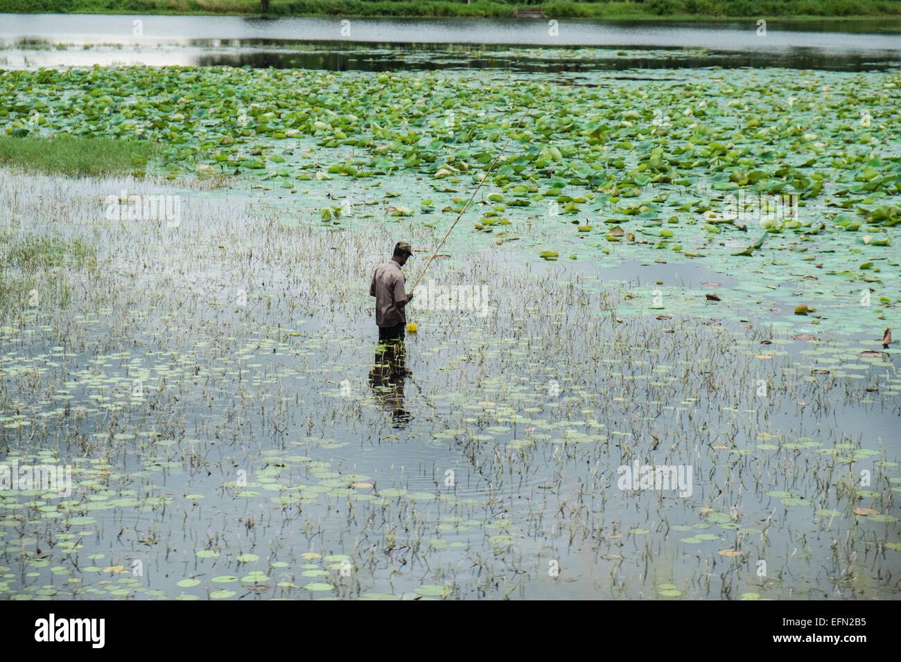 On train journey,trip, with guard,green, rural,rice fields, countryside ...
