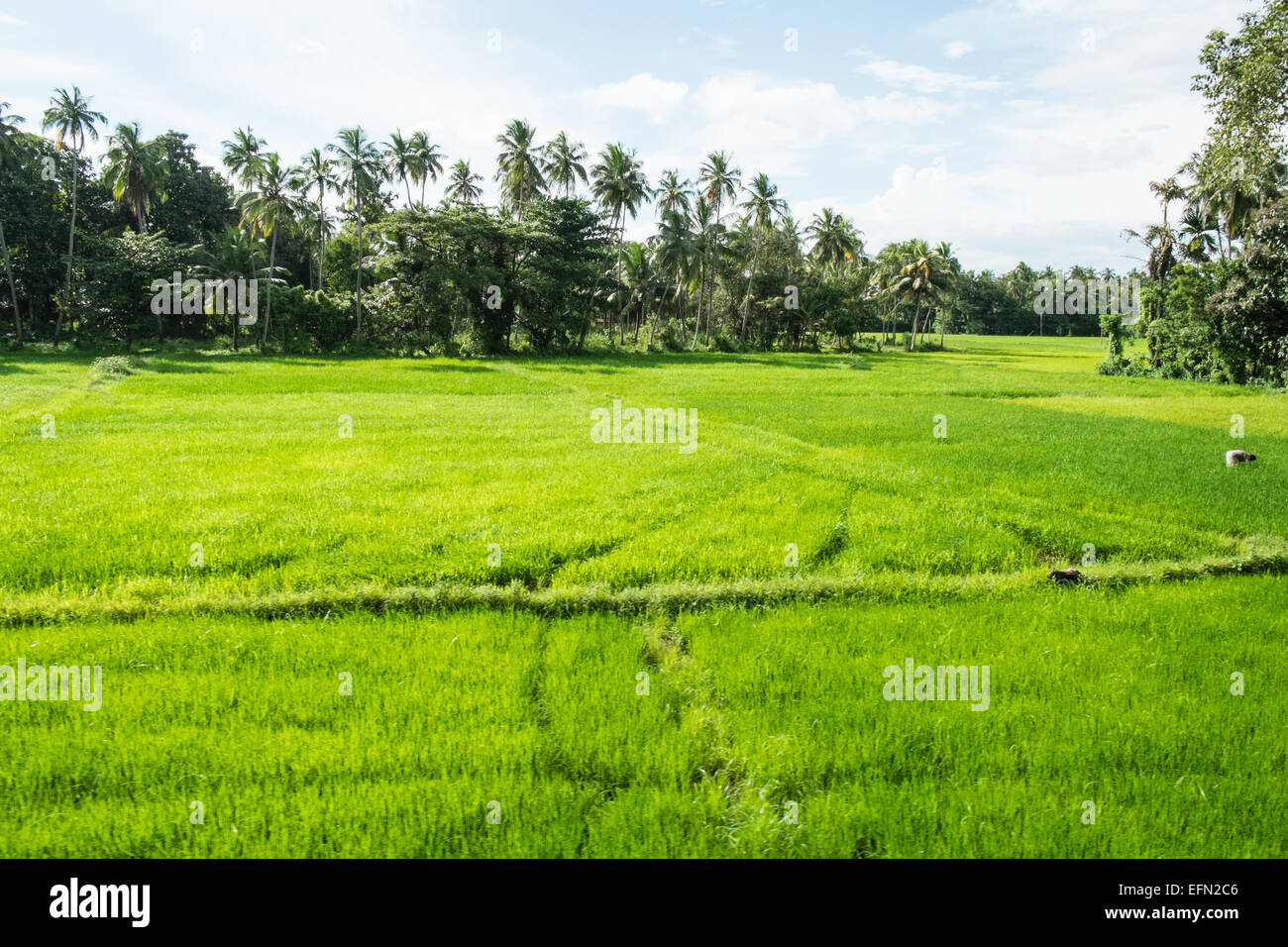 On train journey,trip, with guard,green, rural,rice fields, countryside ...