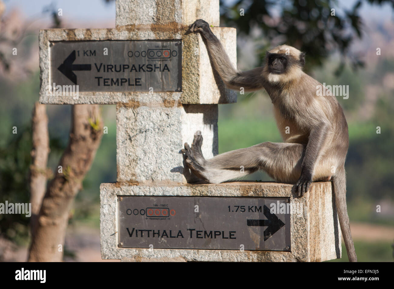 (150208) -- KARNATAKA, Feb. 8, 2015 (Xinhua) -- A monkey sits on a direction sign at Hampi in Bellary District of India's state of Karnataka, Feb. 7, 2015. Nicknamed as 'Hampi: The Lost World', the austere, grandiose site of Hampi was the last capital of the last great Hindu Kingdom of Vijayanagar. Its fabulously rich princes built Dravidian temples and palaces which won the admiration of travellers between the 14th and 16th centuries. Conquered by the Deccan Muslim confederacy in 1565, the city was pillaged over a period of six months before being abandoned. The Groups of Monuments at Hampi w Stock Photo