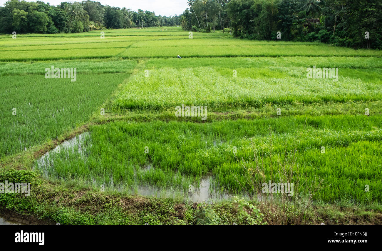 On train journey,trip, with guard,green, rural,rice fields, countryside ...