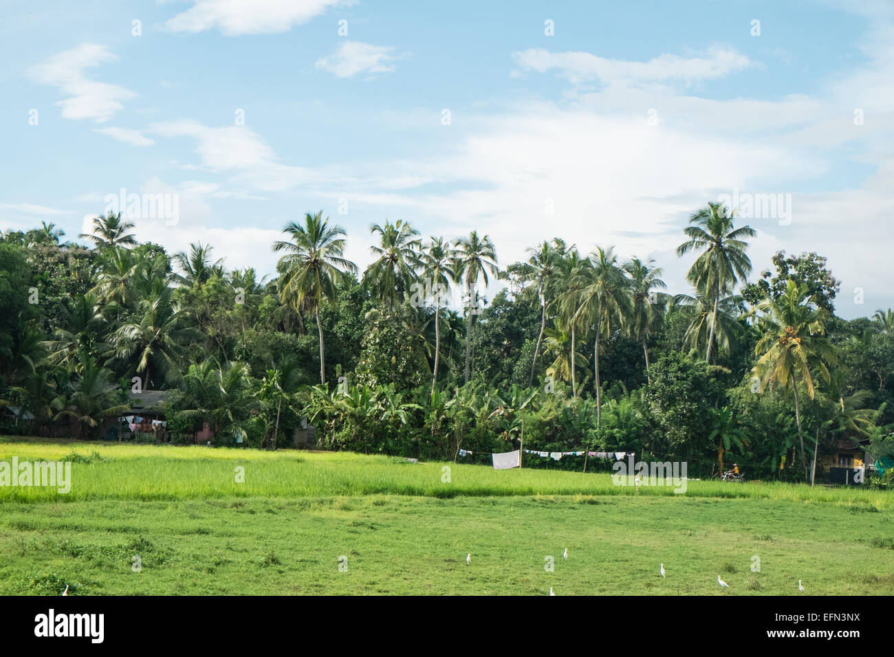 On train journey,trip, with guard,green, rural,rice fields, countryside ...