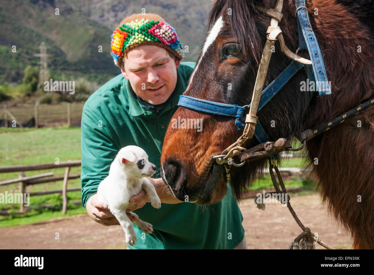 Man holds a tiny white dog up to a horse, El Toyo region of Cajon del Maipo, Chile, South America Stock Photo