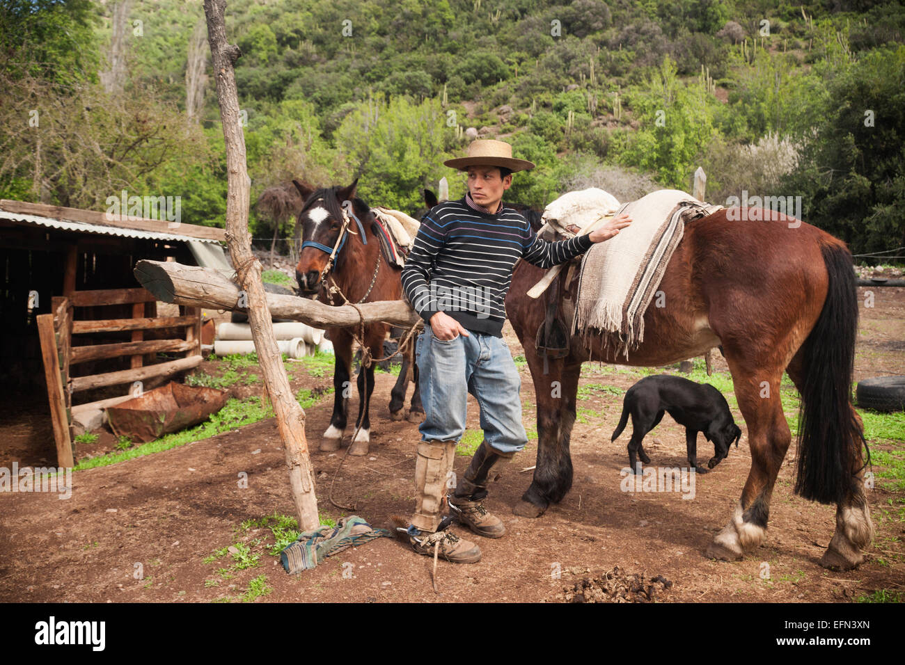 Man leaning on horse High Resolution Stock Photography and Images Alamy