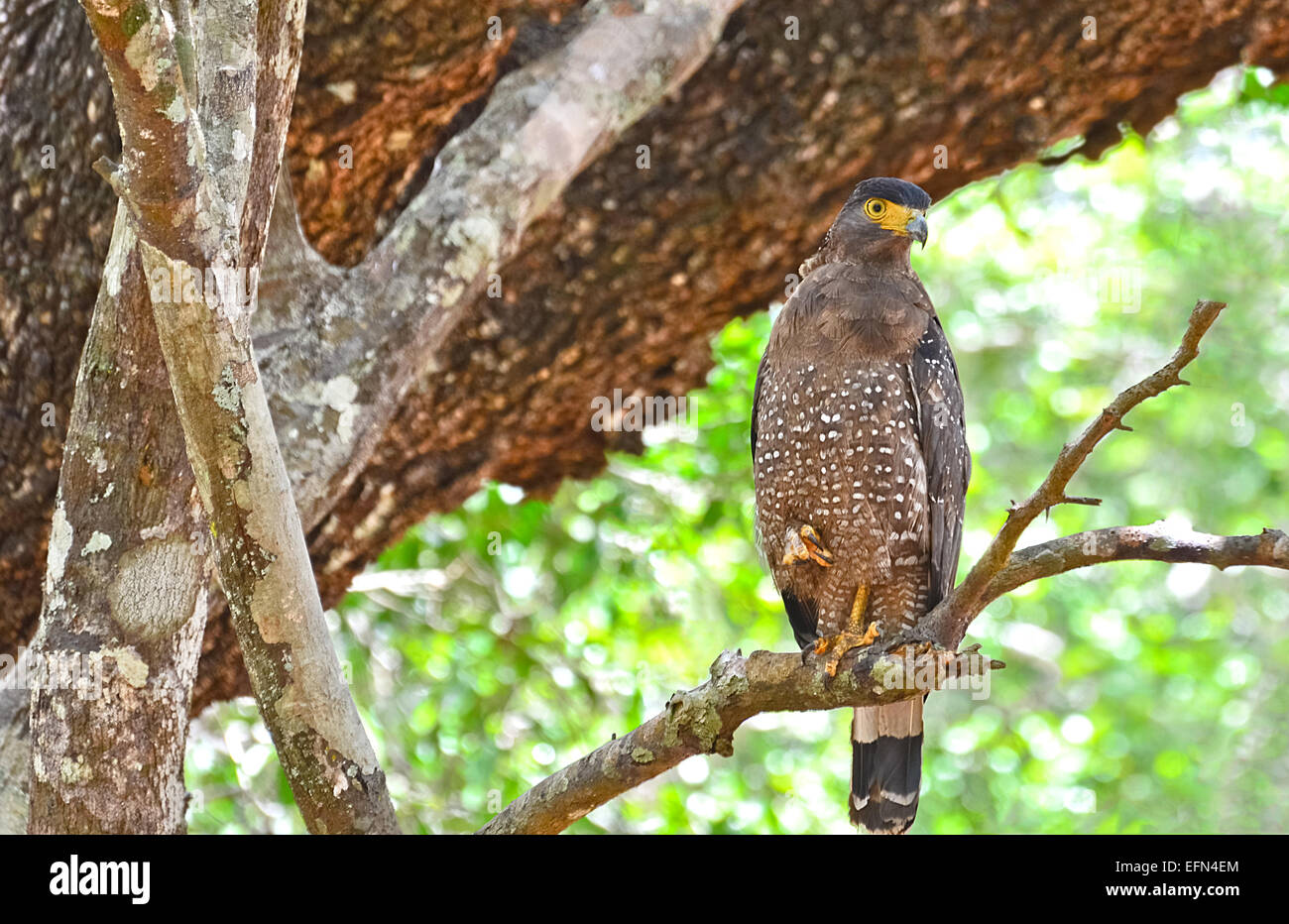 Crested Serpent Eagle At Wilpattu National Park Stock Photo
