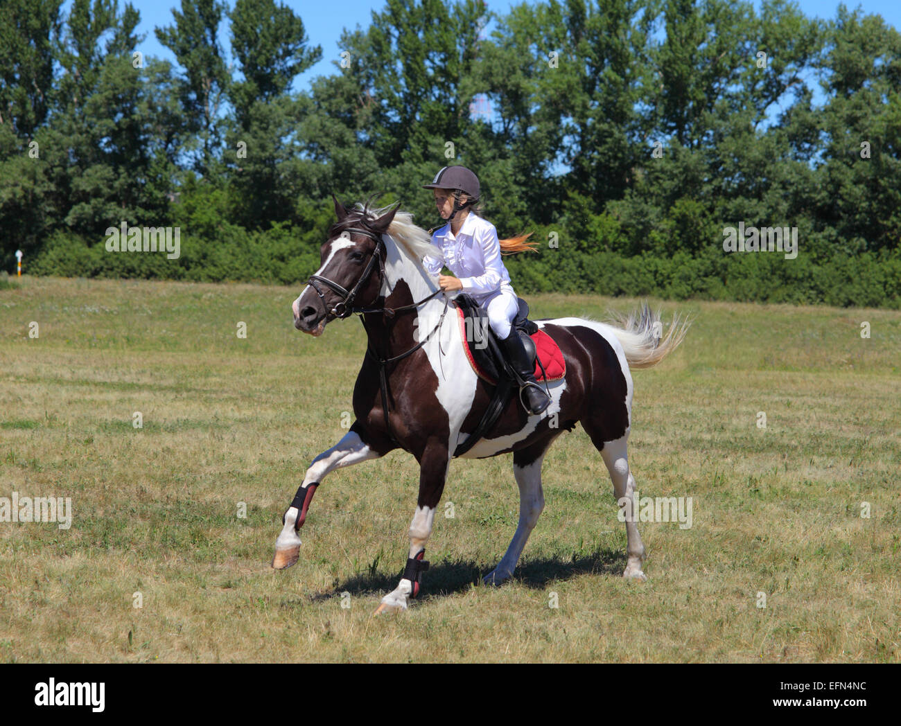 Gallop training in pasture Stock Photo