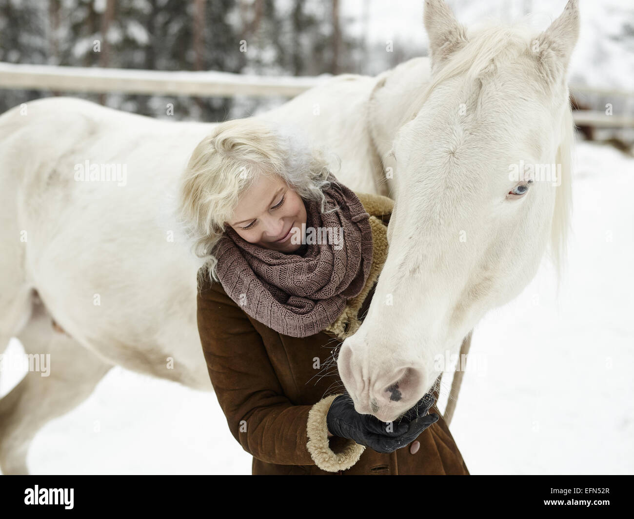 Attractive blond woman feeds a white horse, overcast winter day Stock Photo