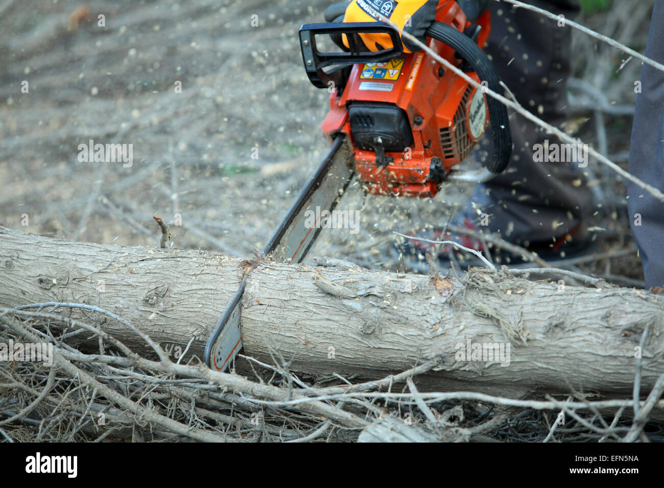 Forester uses a chain saw to cut up a tree trunk for firewood Stock