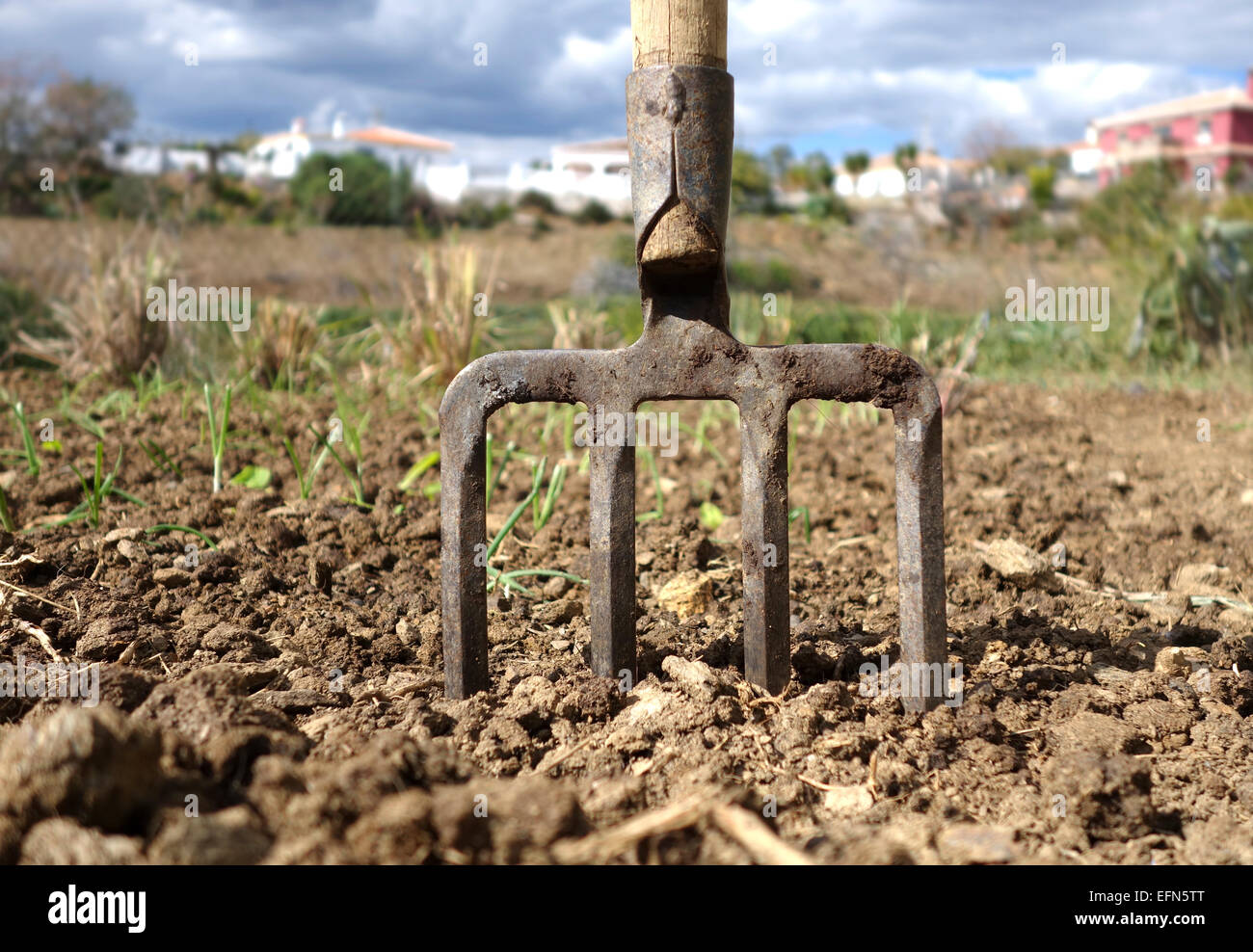 Forged spading fork in fertile soil, onion bed behind, Southern Spain. Stock Photo