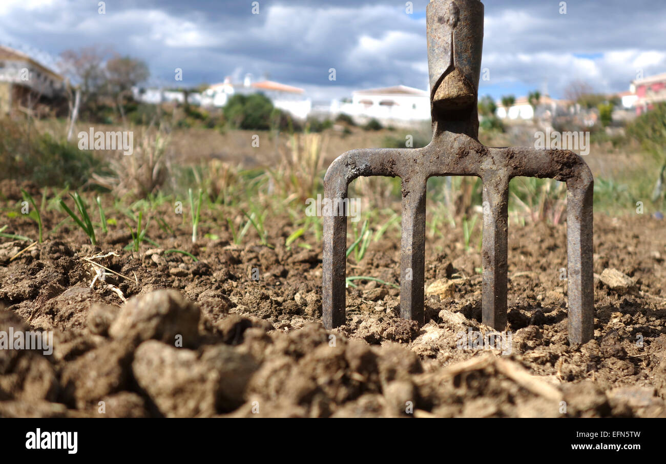 Forged spading fork in fertile soil, onion bed behind, Southern Spain. Stock Photo