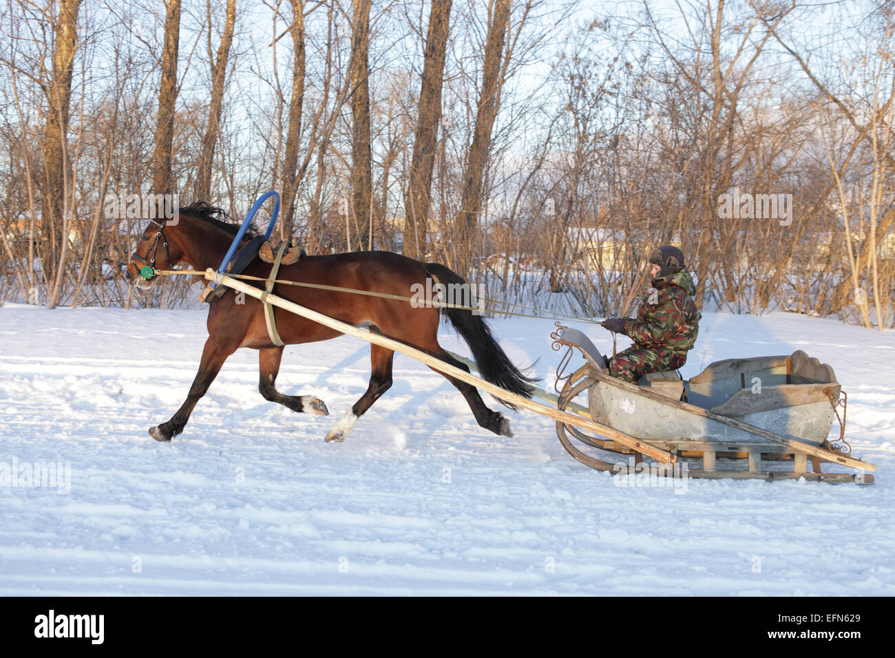 A girl-driver with a horse-drawn sleigh in the village of Tambov region Stock Photo