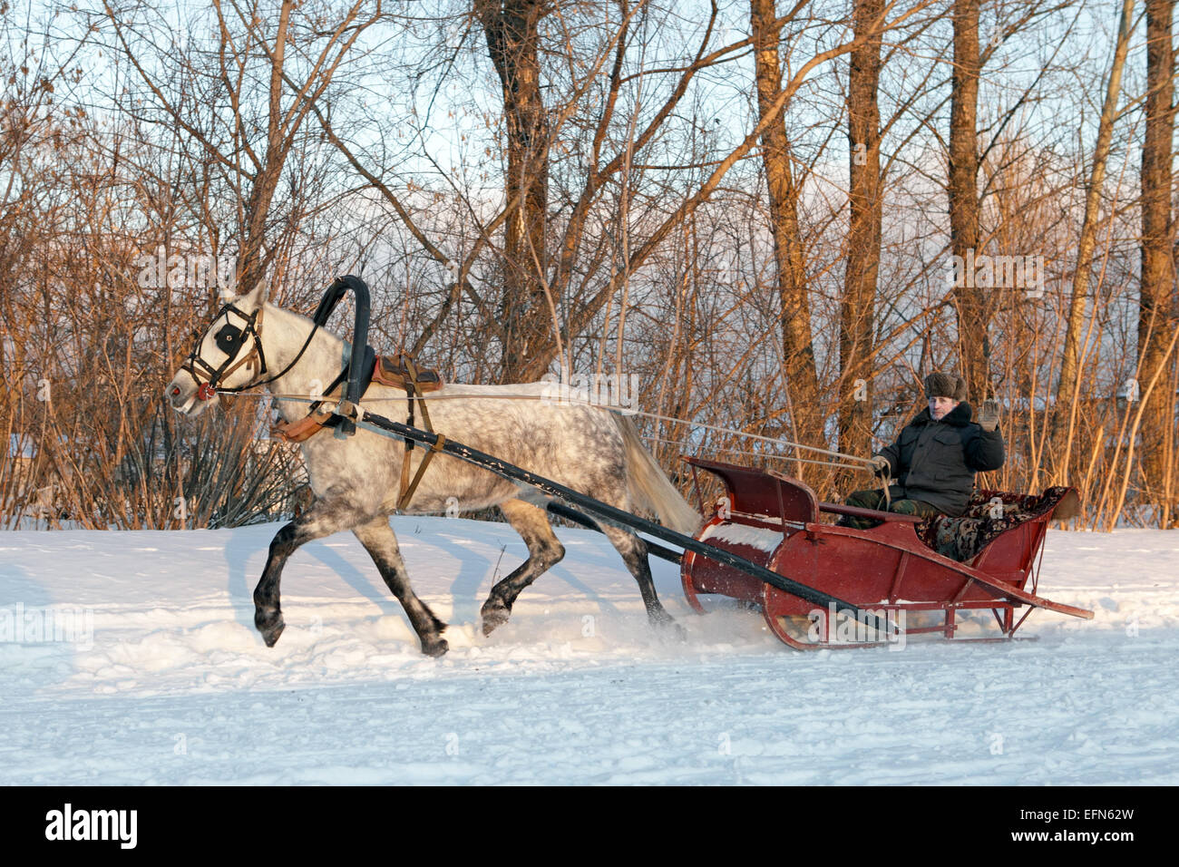 Horse-drawn sleighs in the Russian province, Tambov region Stock Photo