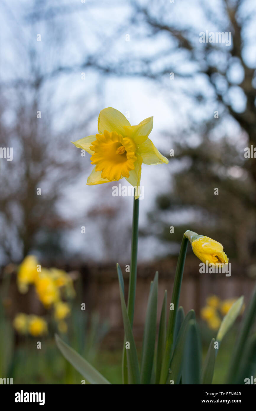 Easter daffodil in garden Stock Photo Alamy