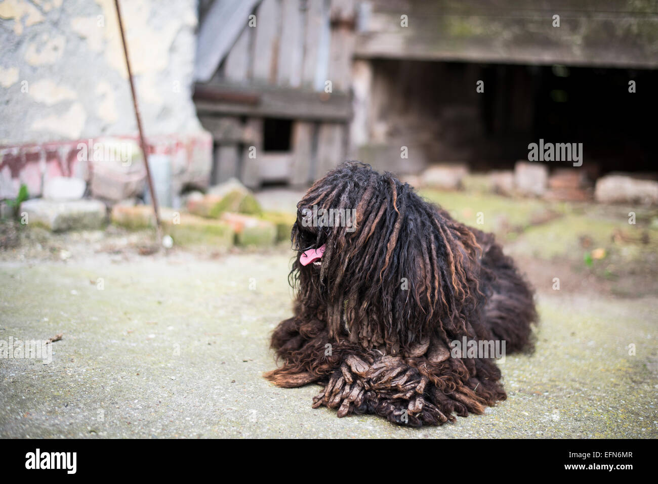 black mop dog