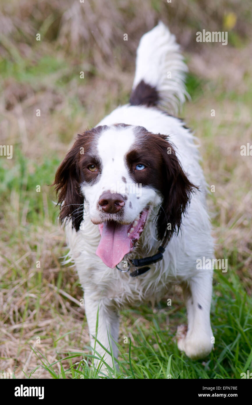 Springer spaniel dog with heterochromia iridum having fun on walk in field Stock Photo