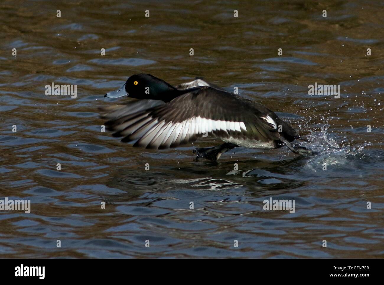 Male Tufted Duck  (Aythya fuligula) taking off into flight from a lake Stock Photo