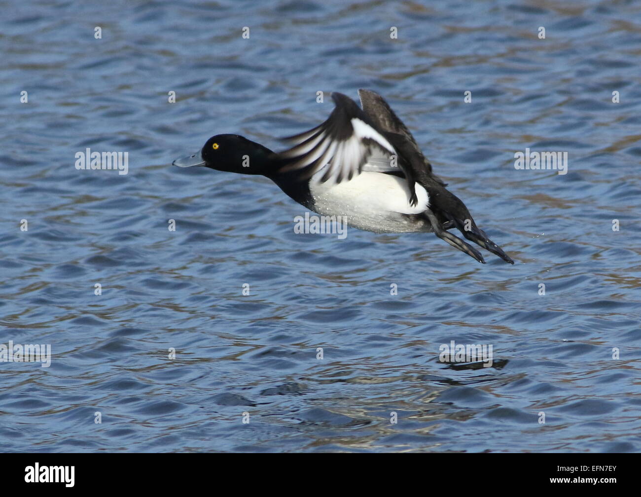 Male Tufted Duck  (Aythya fuligula) taking off into flight from a lake Stock Photo
