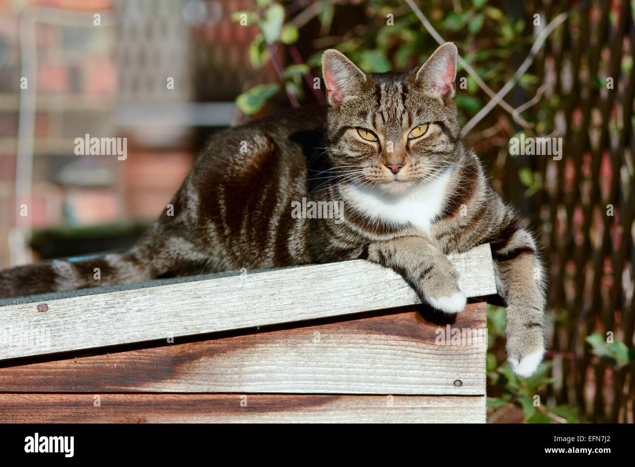 Tabby cat laying on shed roof basking in sunshine Stock Photo Alamy
