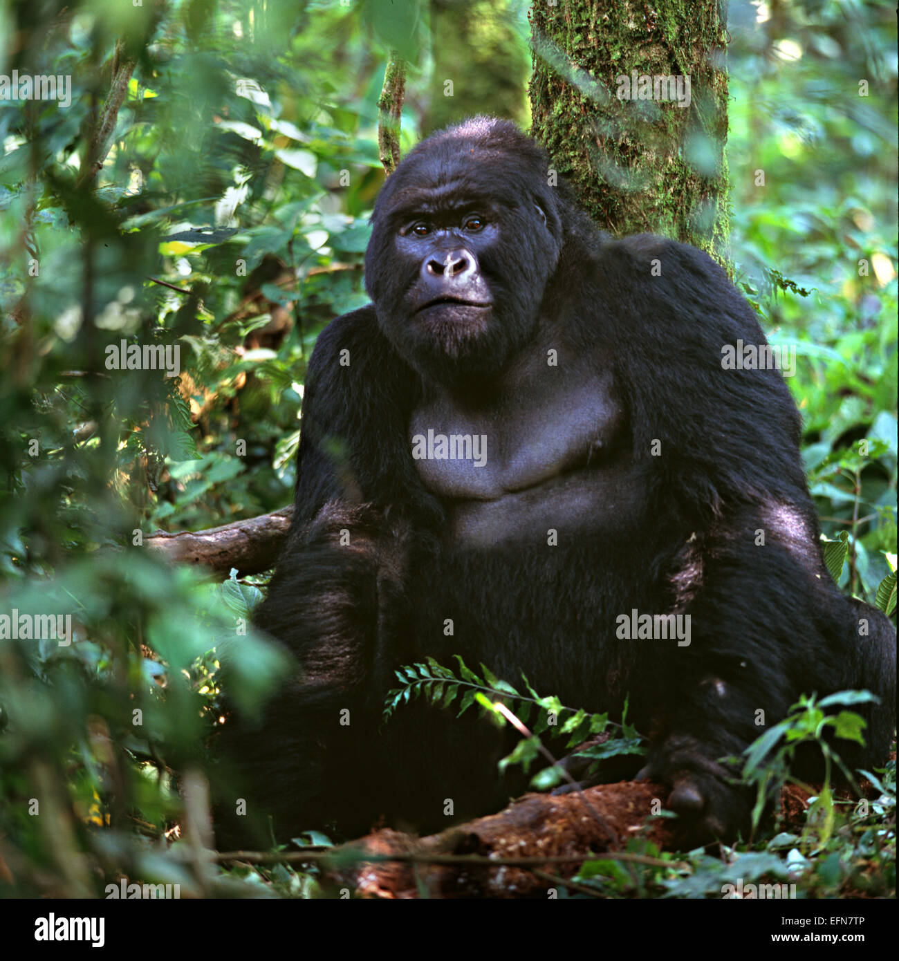 gorilla in jungle Stock Photo