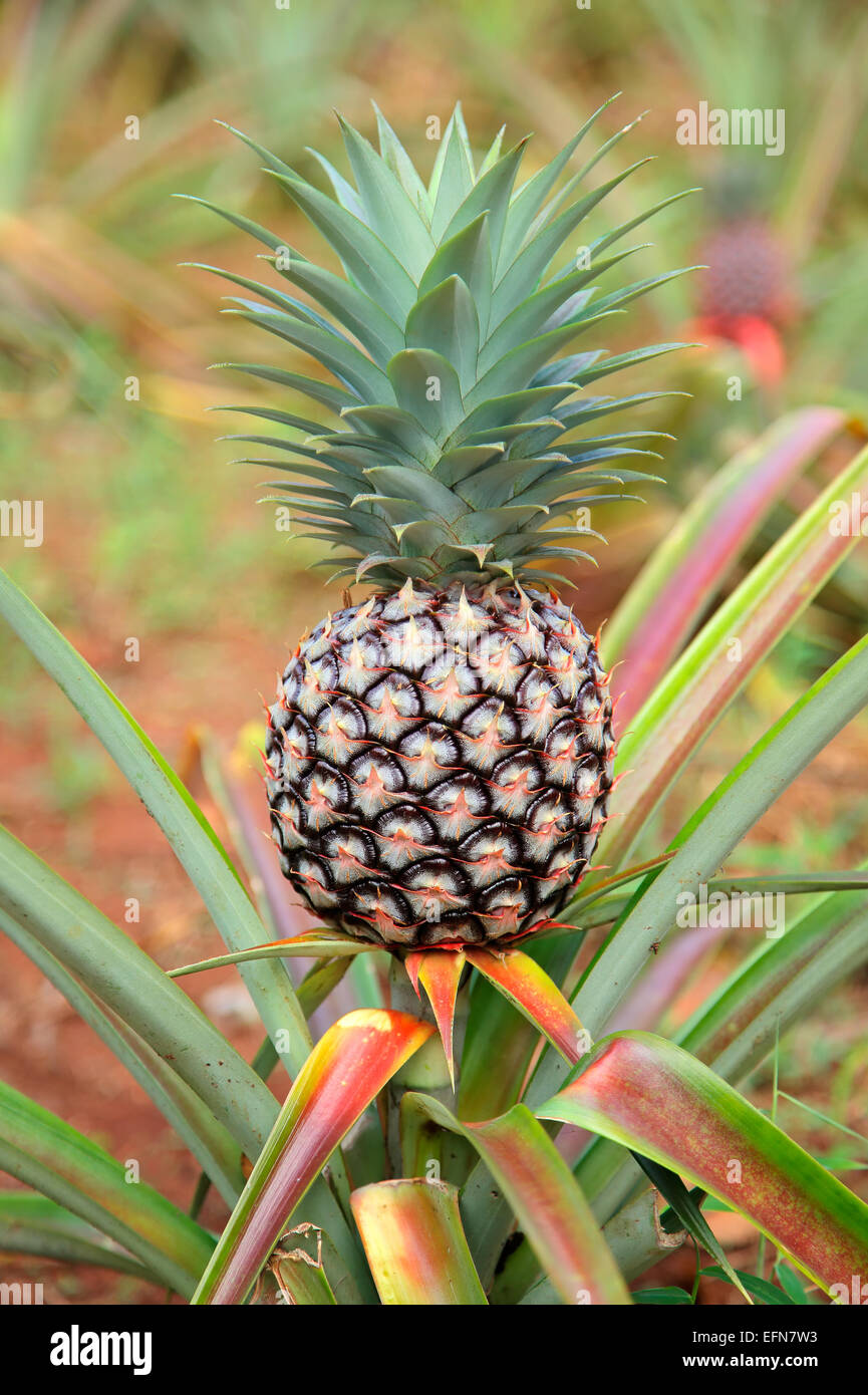 Pineapple fruit growing in the field Stock Photo