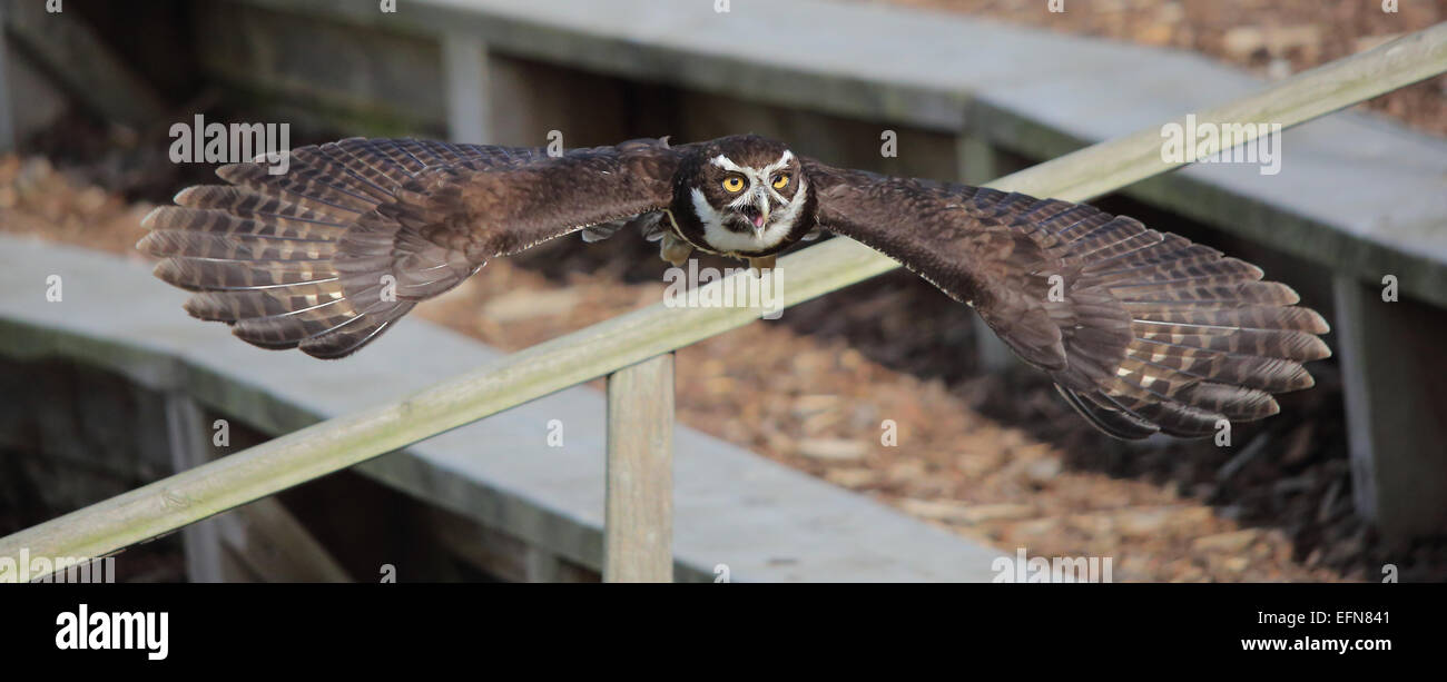 Spectacled Owl in flight Stock Photo - Alamy