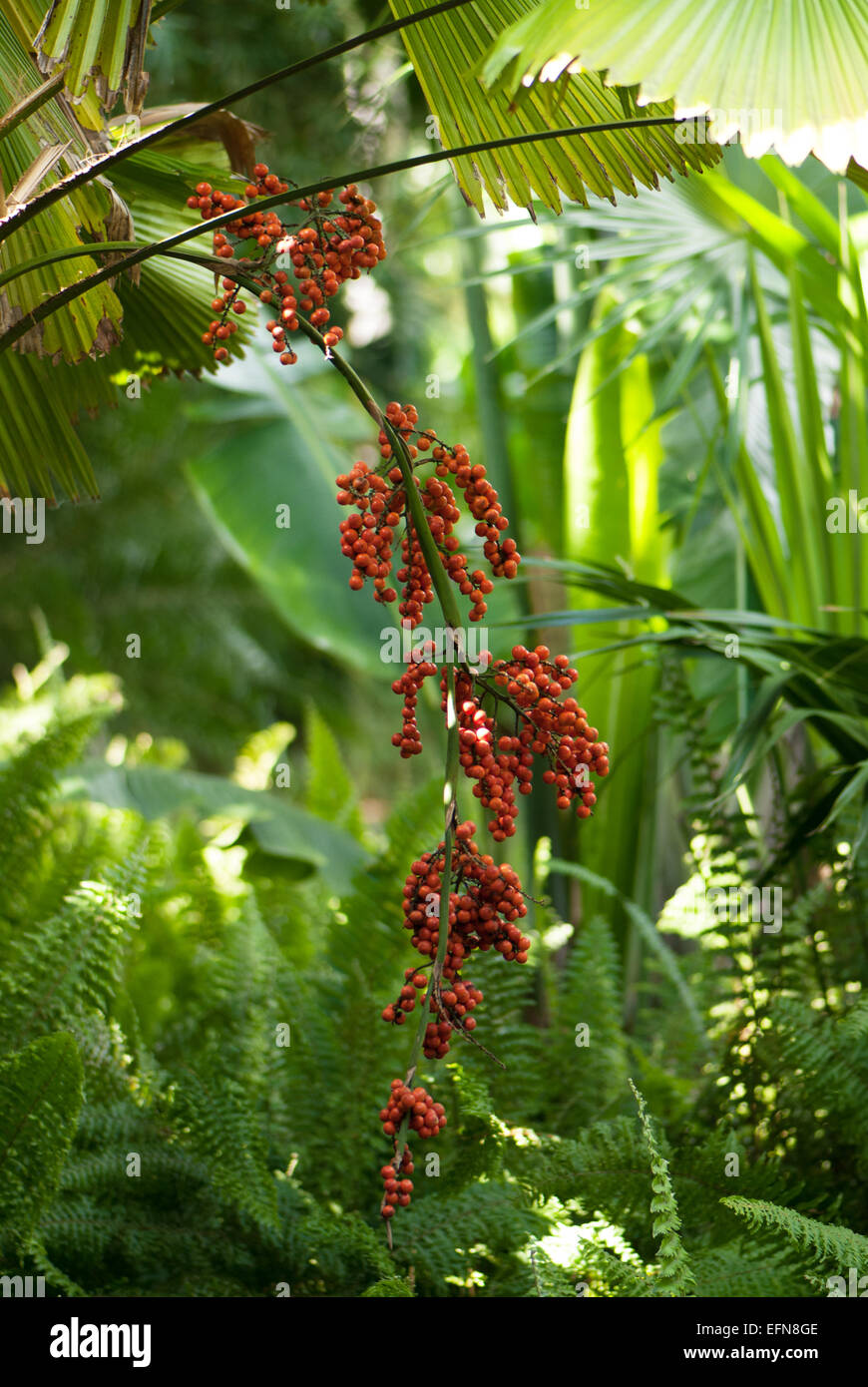 The orange/red fruits of the ruffled fan palm, Licuala grandis. Stock Photo
