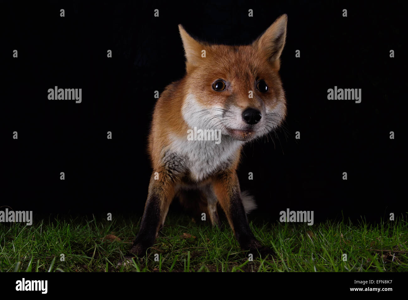 Fox at night Stock Photo