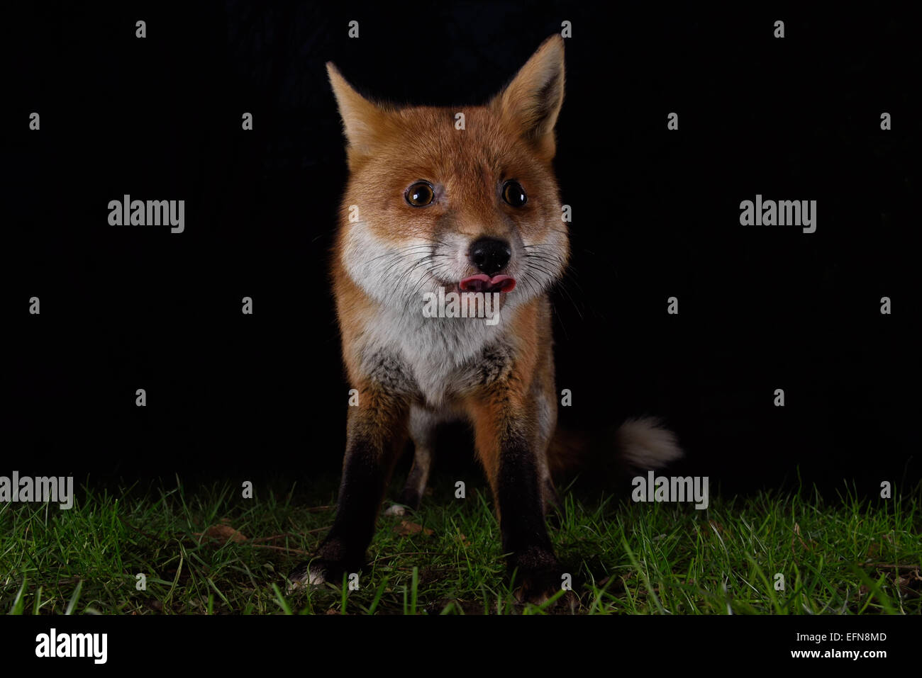 Fox at night Stock Photo