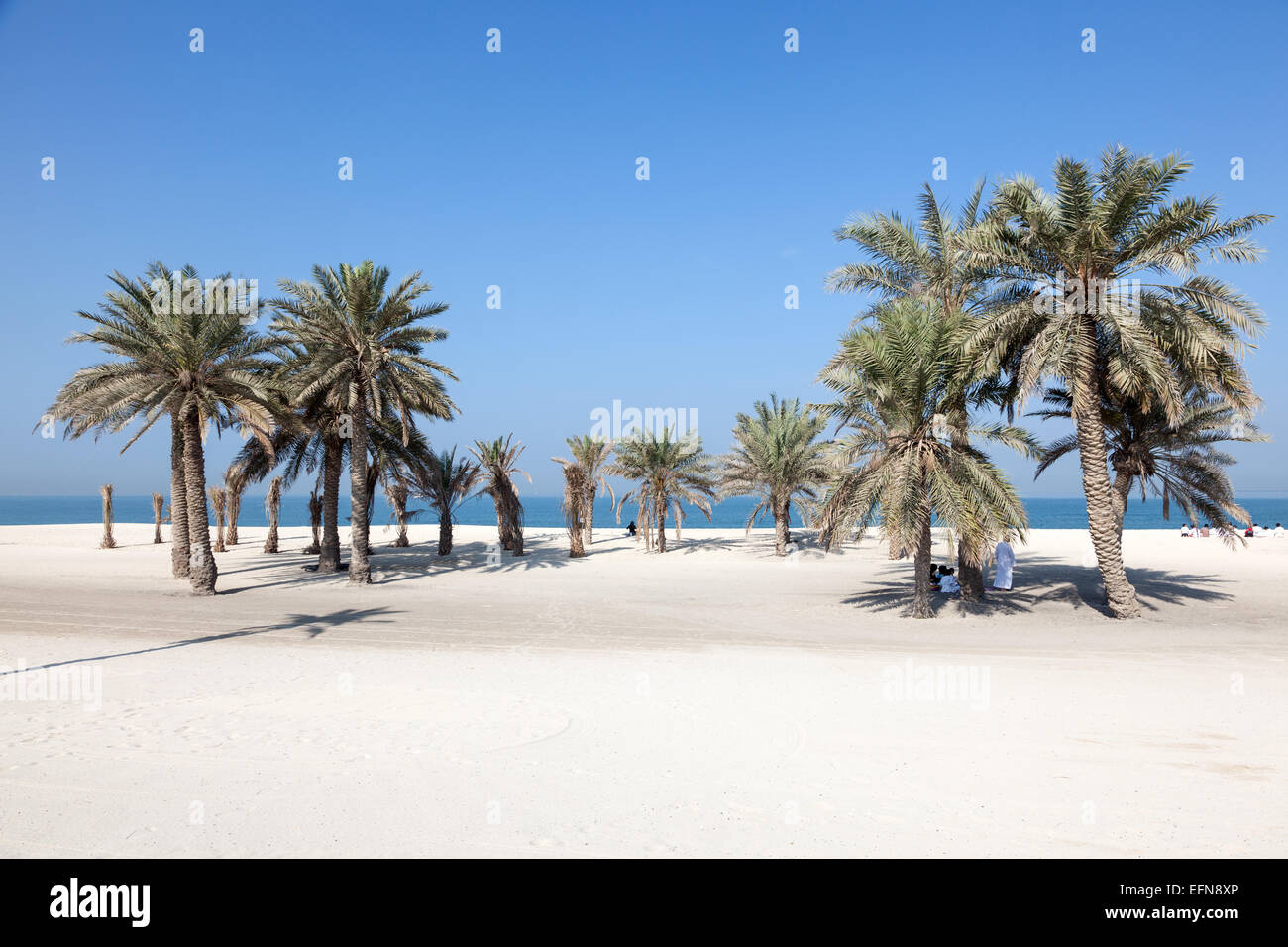 Beautiful beach with palm trees in Umm Al Quwain, UAE Stock Photo
