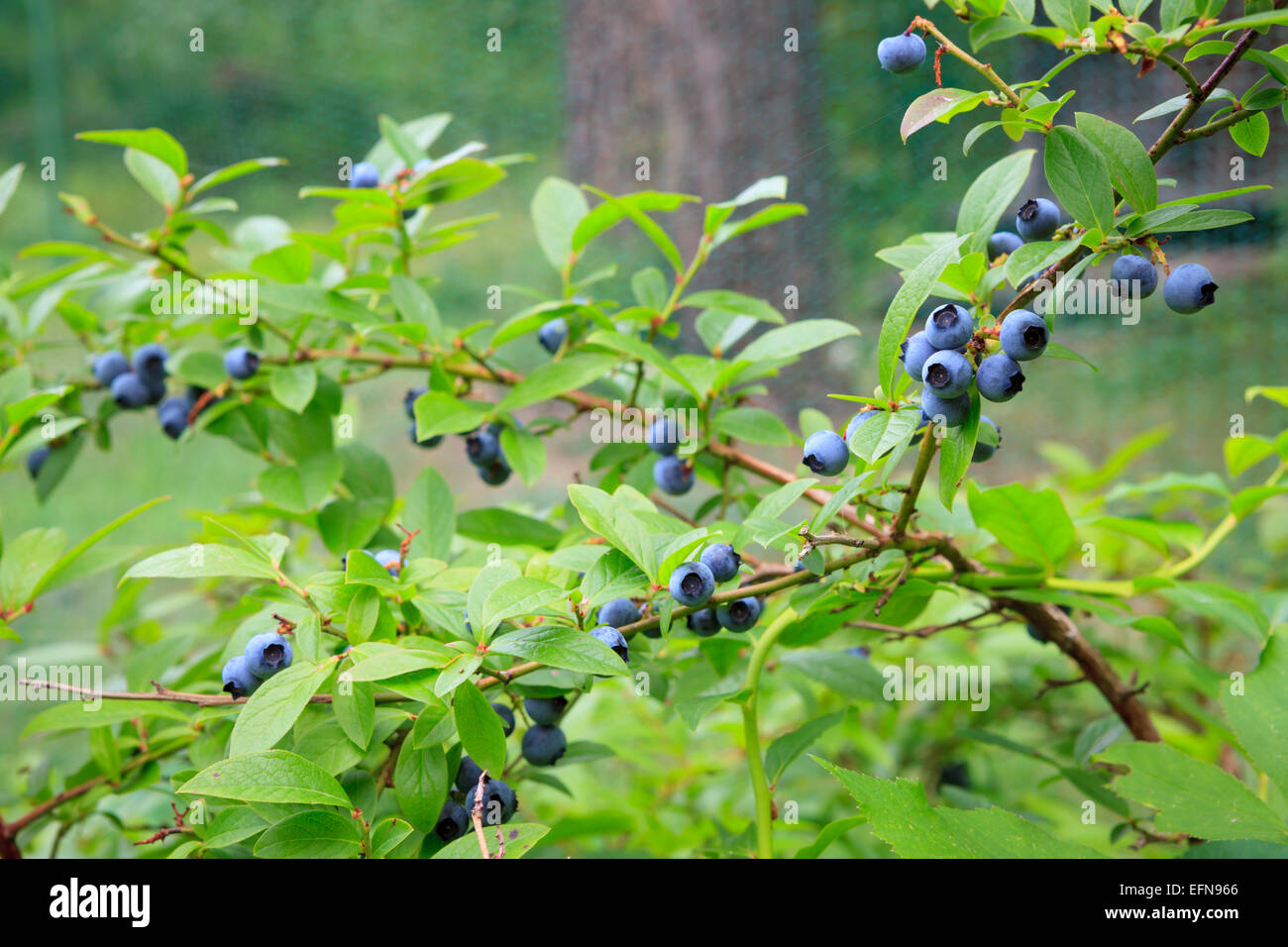 Blueberries at home garden Stock Photo