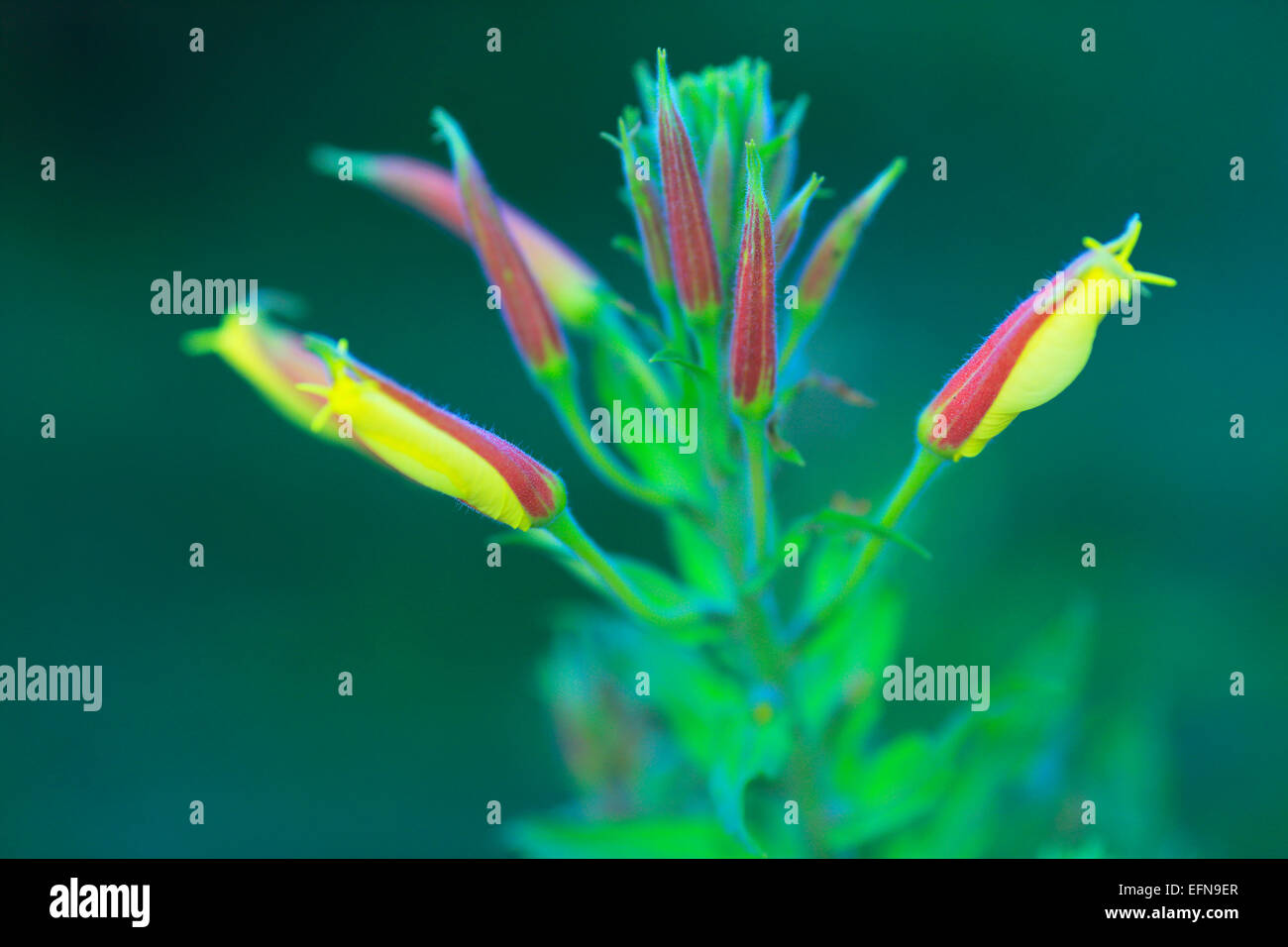 Oenothera flower, (Evening Primrose, Sundrop, Suncup), Abkhazia, Georgia Stock Photo