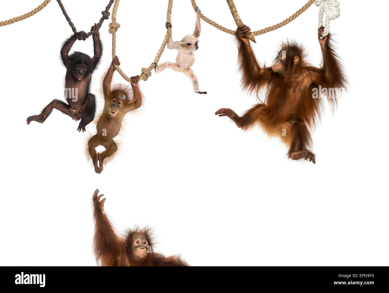 Young Orangutan, Young Pileated Gibbon and Young Bonobo hanging on ropes against white background Stock Photo