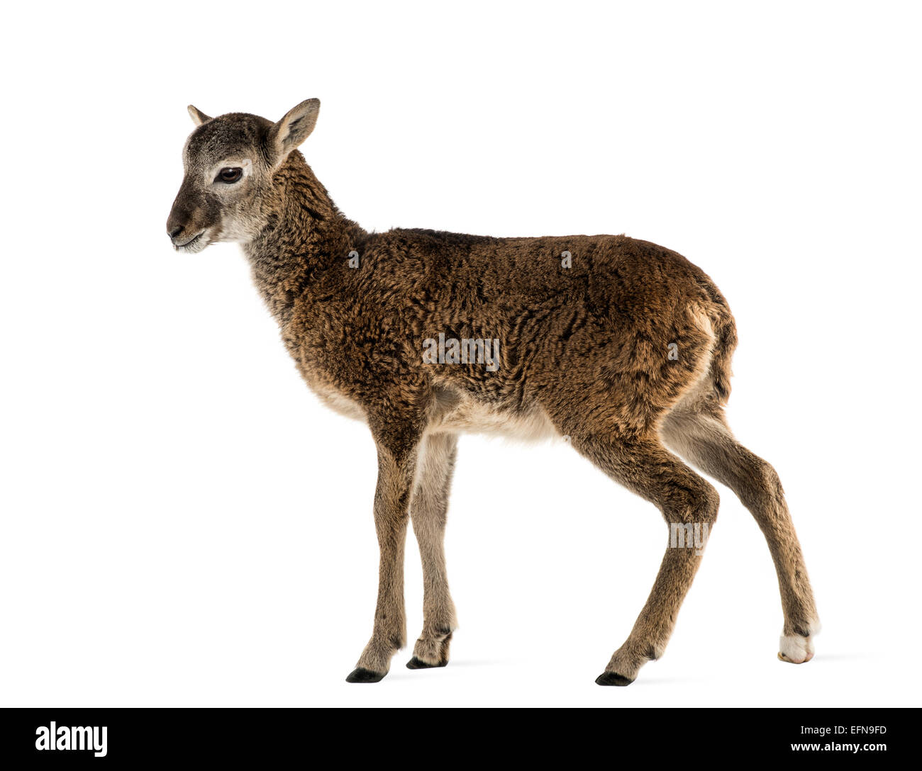 Young mouflon, Ovis orientalis orientalis, standing in front of white background Stock Photo