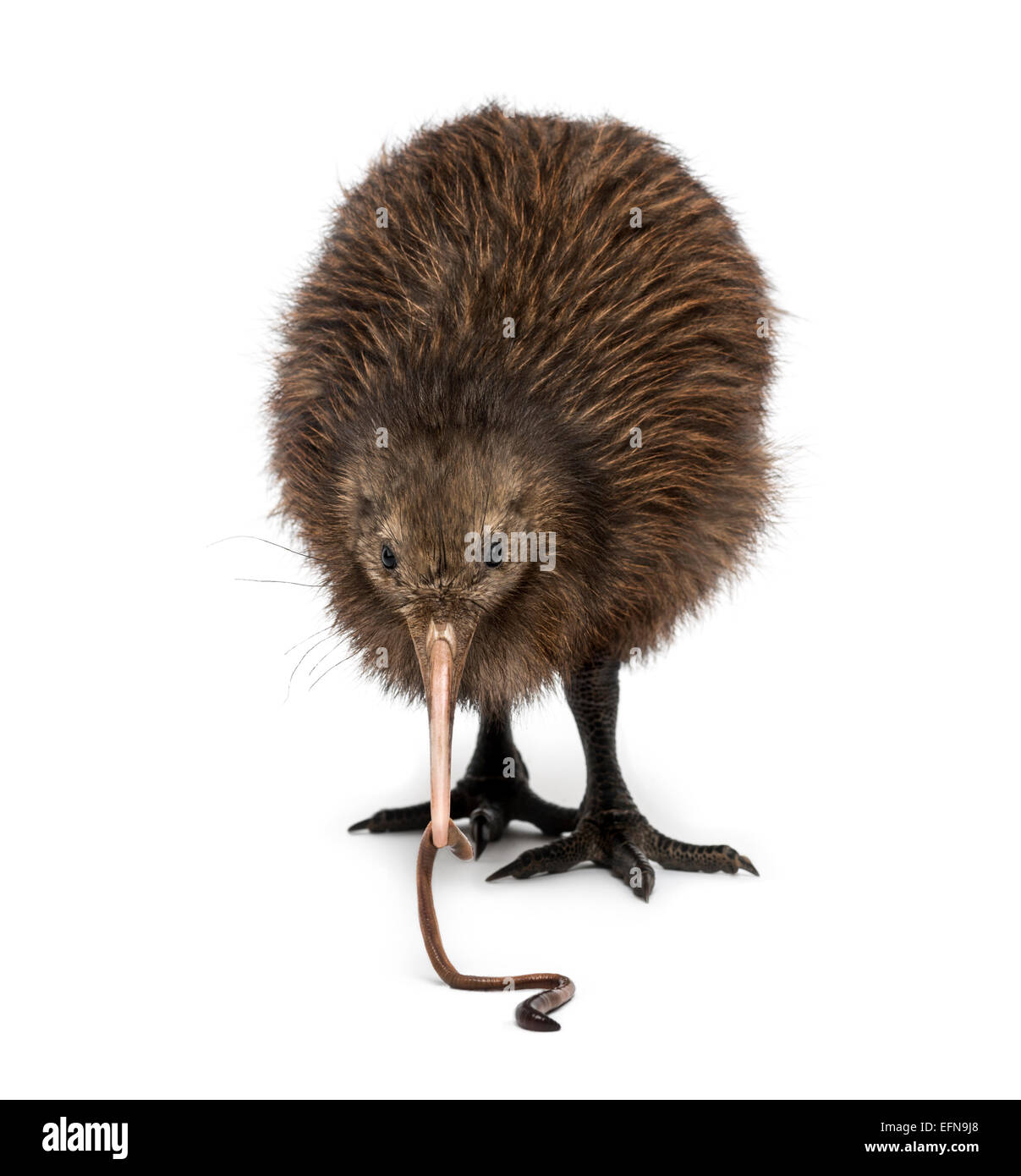 North Island Brown Kiwi eating an Earthworm Apteryx mantelli, 3 months old, against white background Stock Photo