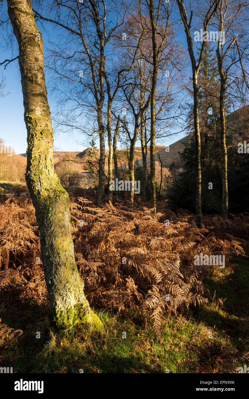 Autumn colour in the far reaches of the Upper Derwent valley in the Peak District, Derbyshire. Stock Photo