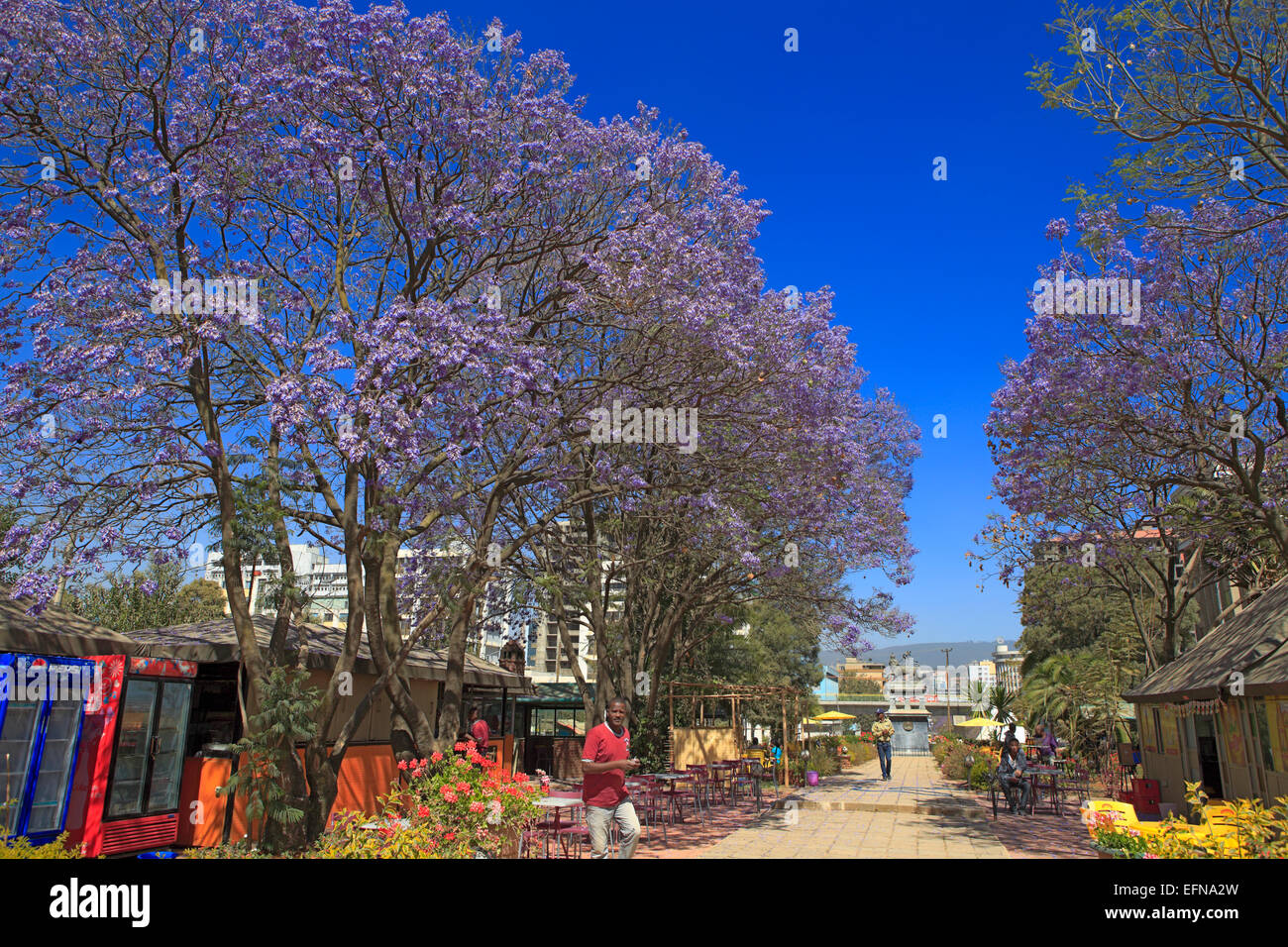 Blossom of Jacaranda, Addis Ababa, Ethiopia Stock Photo