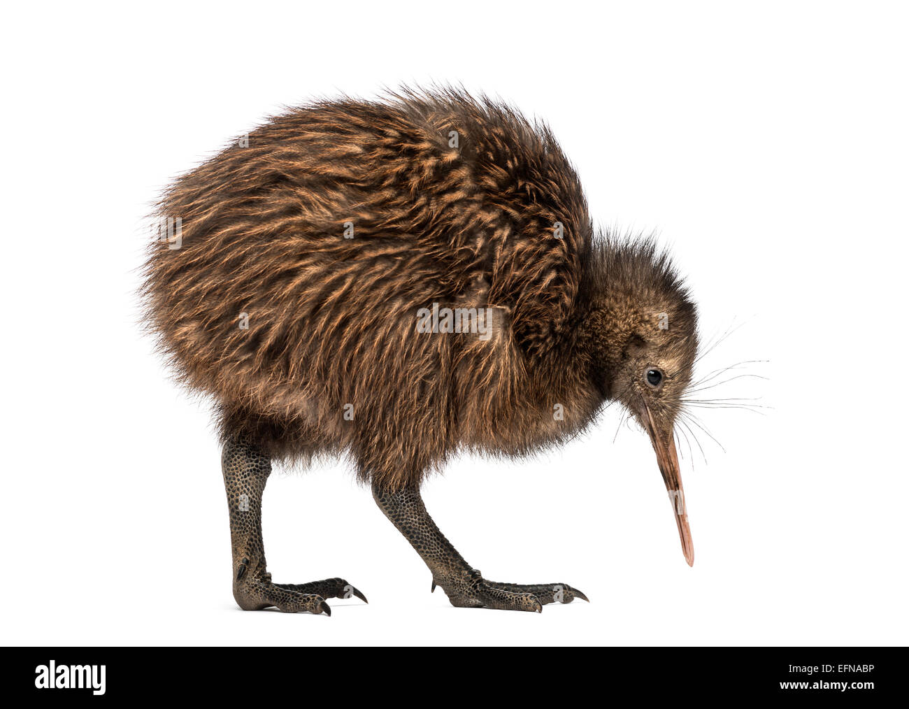 North Island Brown Kiwi, Apteryx mantelli, 3 months old, against white background Stock Photo