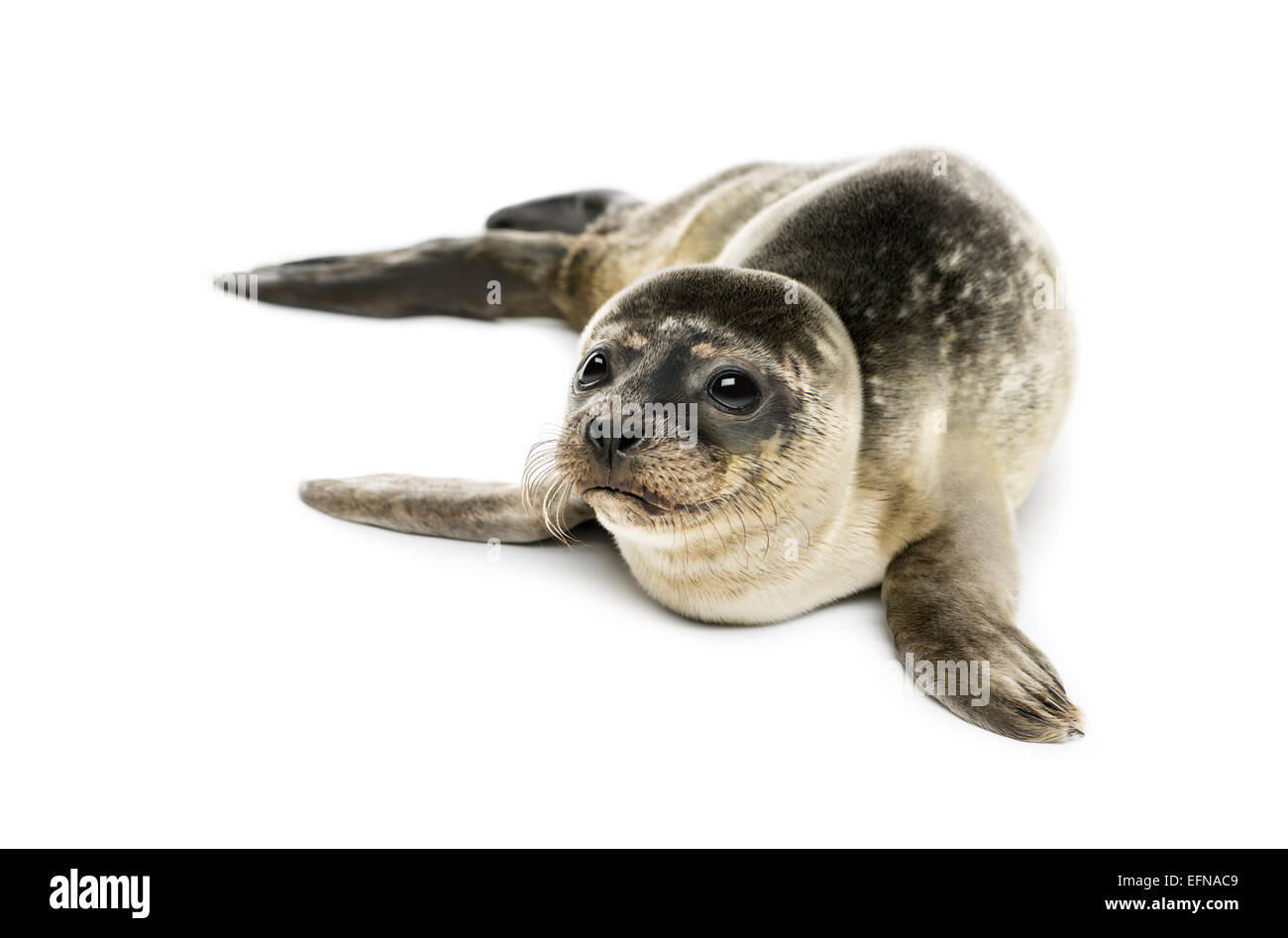 Seal animal hi-res stock photography and images - Alamy