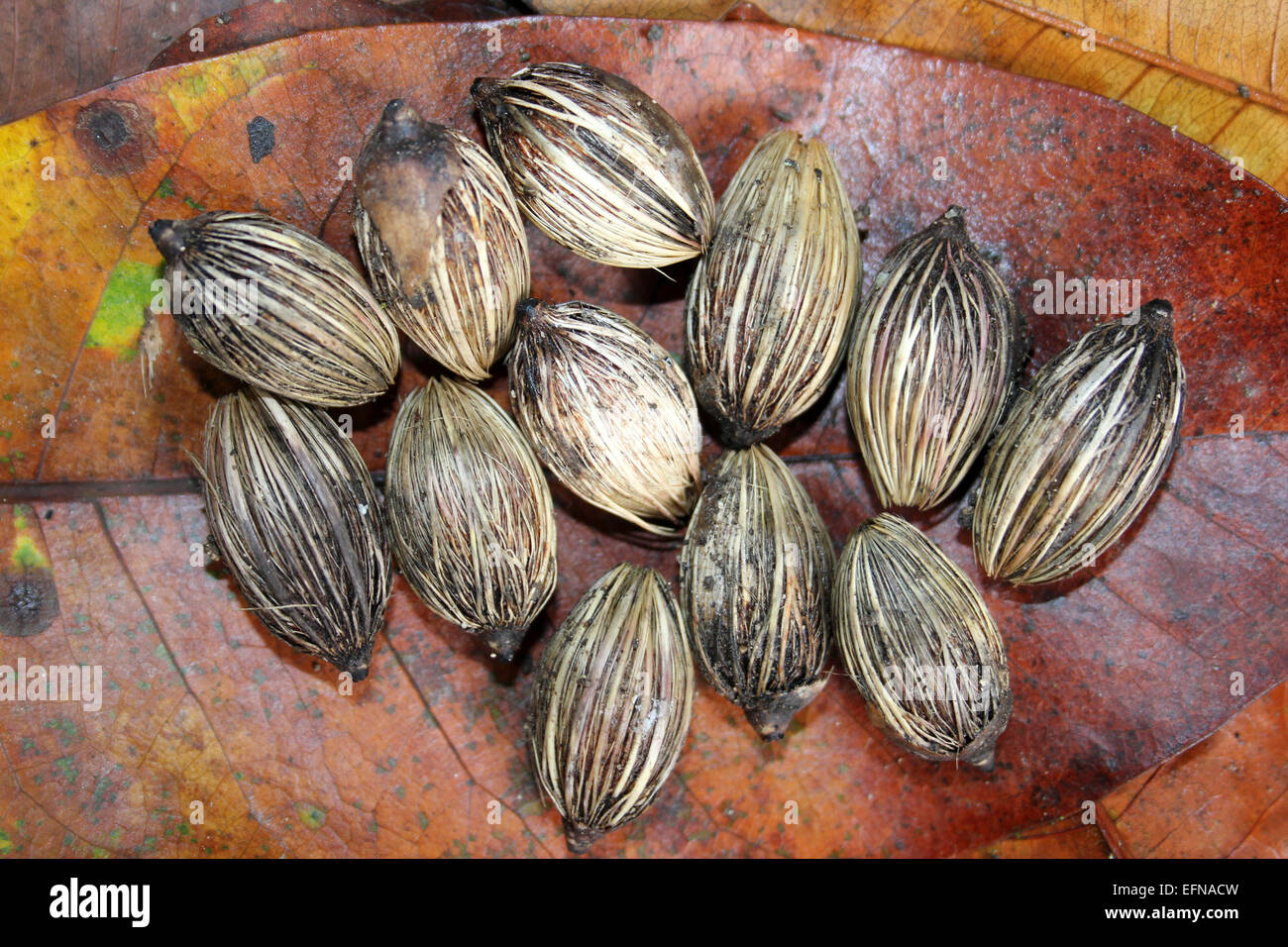 Christmas Palm Seeds