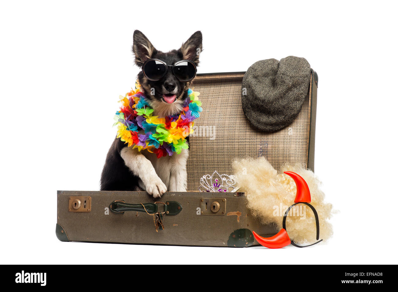 Border collie sitting in an old vintage suitcase full of accessories against white background Stock Photo