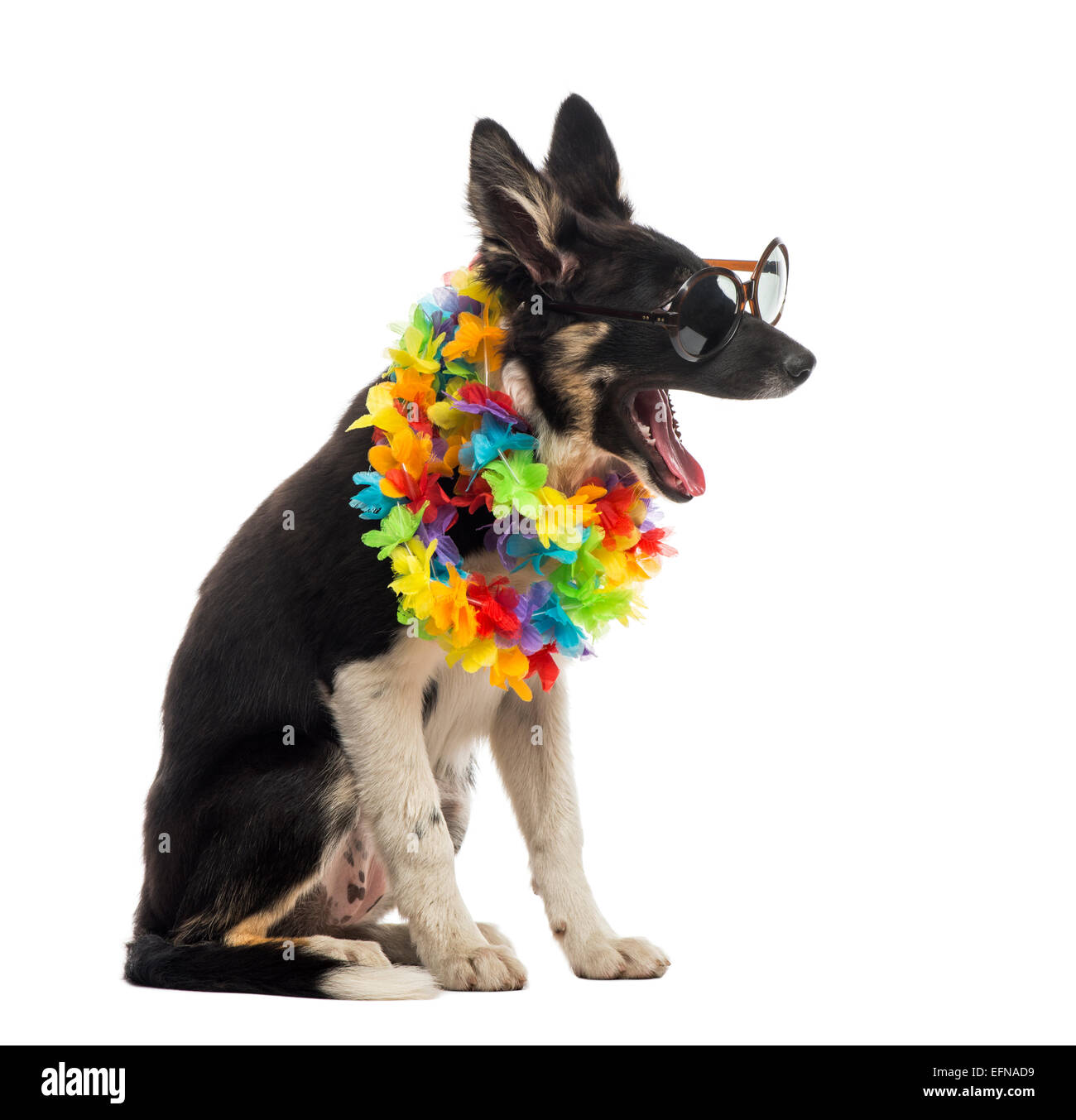 Border collie sitting and wearing sunglasses and a Hawaiian lei against white background Stock Photo