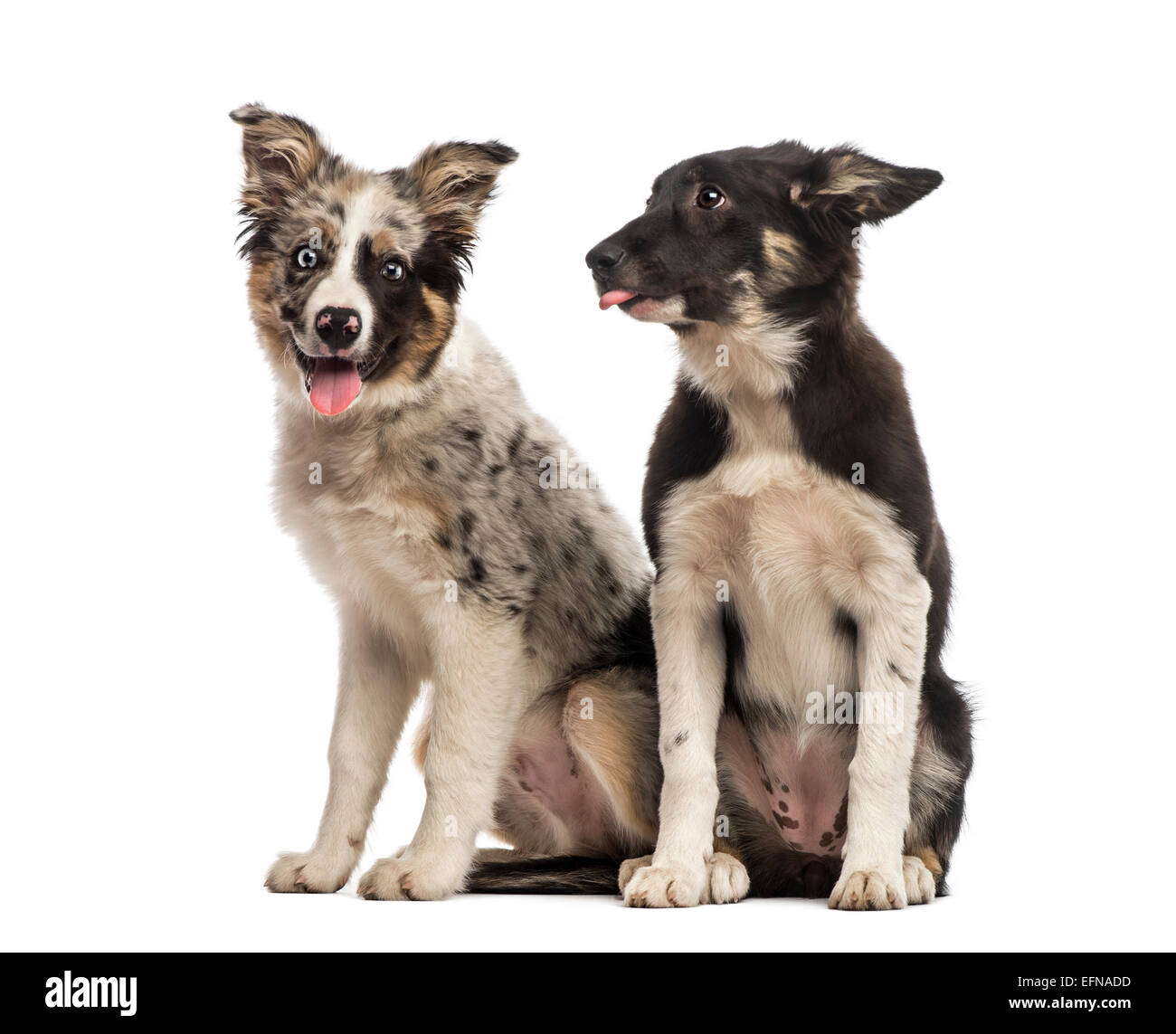 Two Border collies next to each other against white background Stock Photo