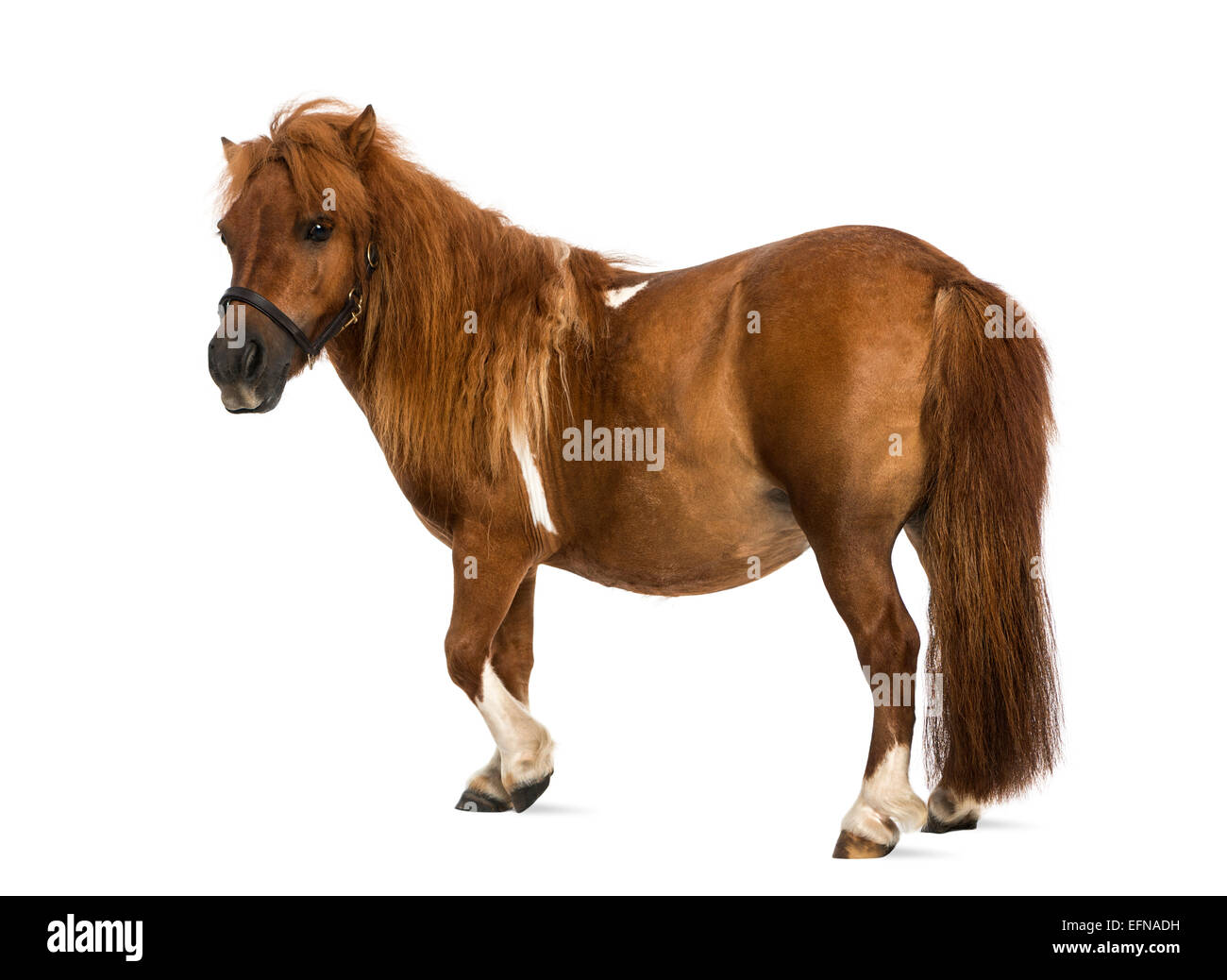 Shetland pony, 9 years old, Equus ferus caballus, against white background Stock Photo