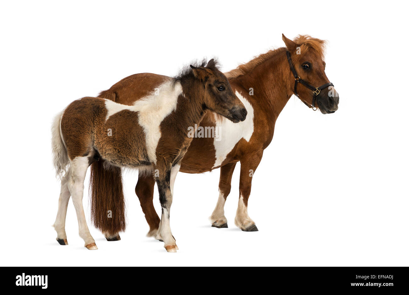 Shetland pony and foal, 9 years old and 1 month old, standing in front of white background Stock Photo