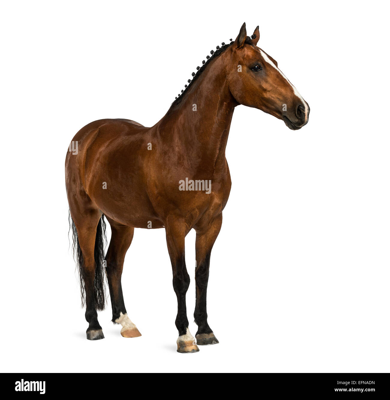 Welsh Pony, 17 years old, Equus ferus caballus, against white background Stock Photo