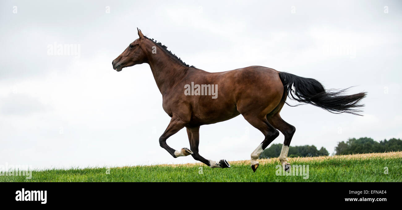 Horse galloping in a field Stock Photo