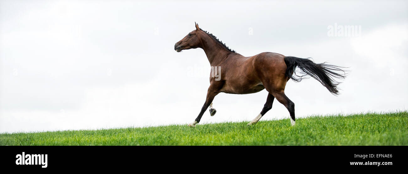 Horse galloping in a field Stock Photo