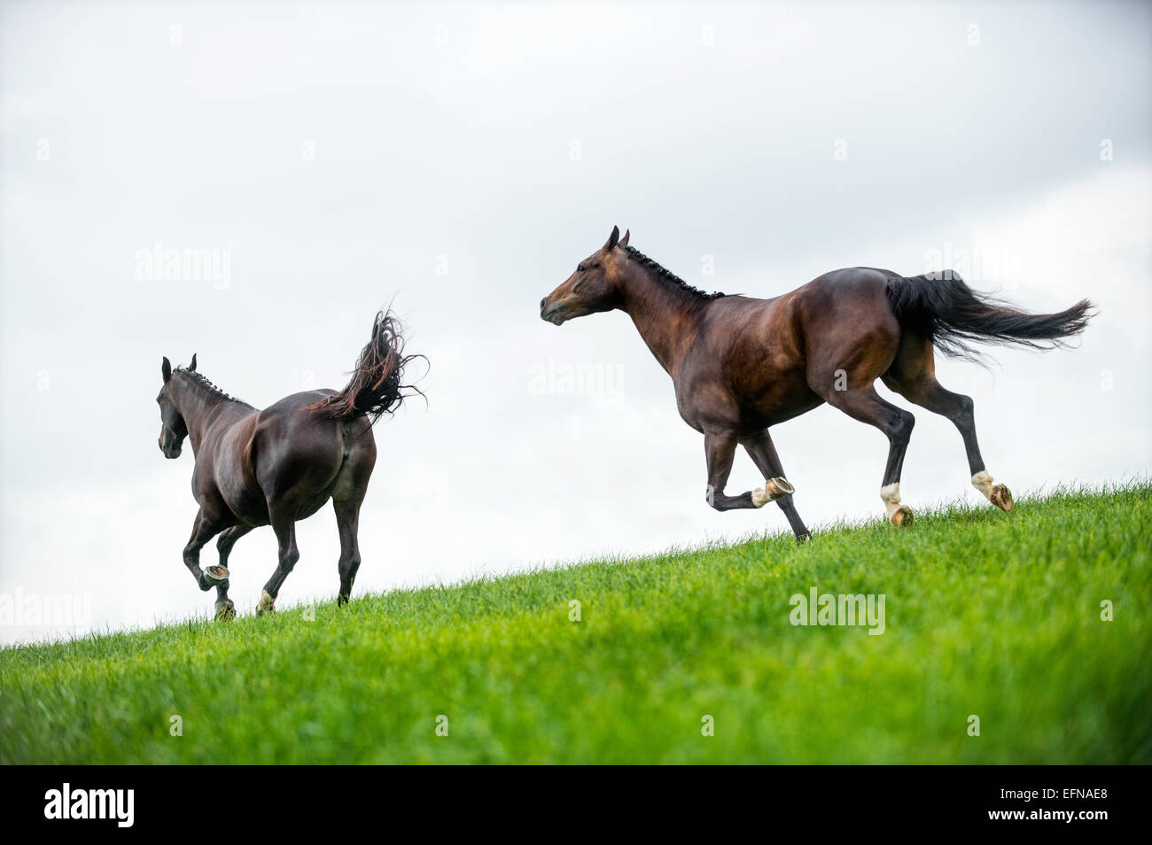 Galloping gallop field hi res stock photography and images Alamy